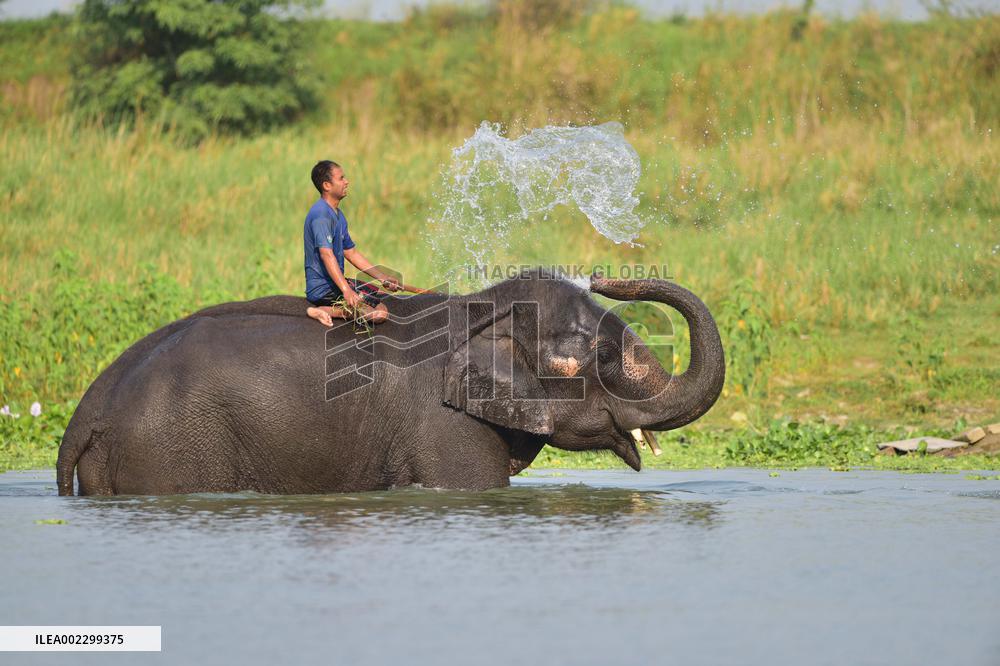 INDIA-ASSAM-MORIGAON-ELEPHANT BATH
