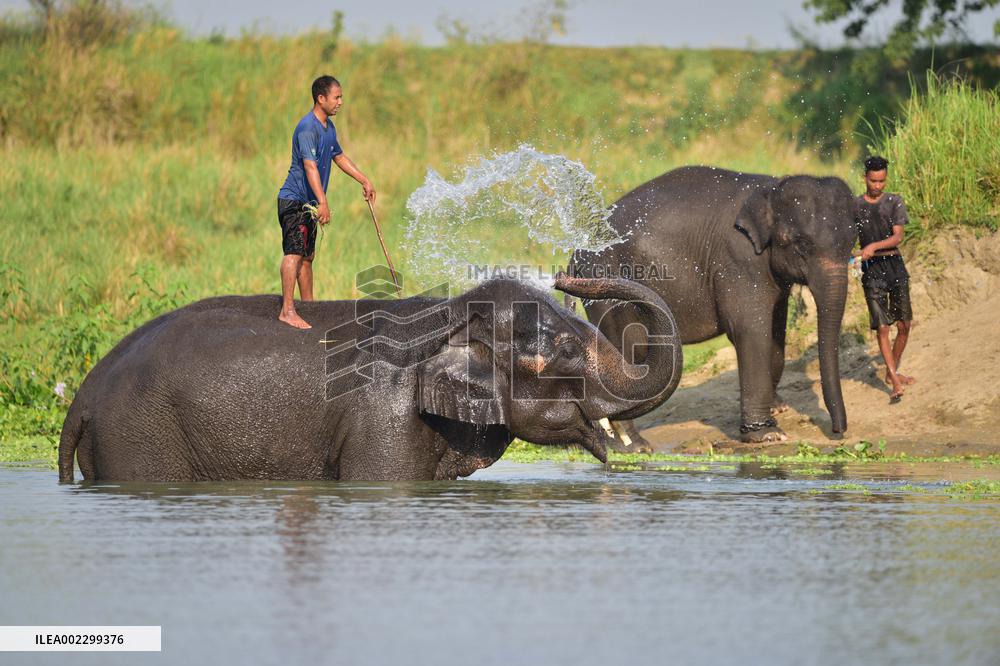 INDIA-ASSAM-MORIGAON-ELEPHANT BATH