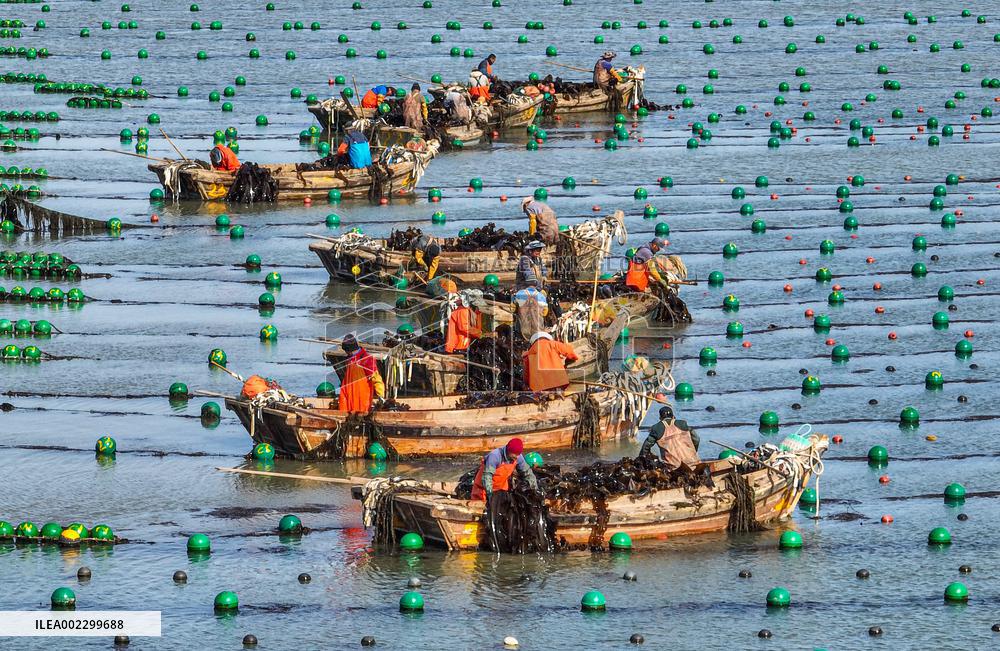 #CHINA-SHANDONG-RONGCHENG-KELP-HARVEST (CN)