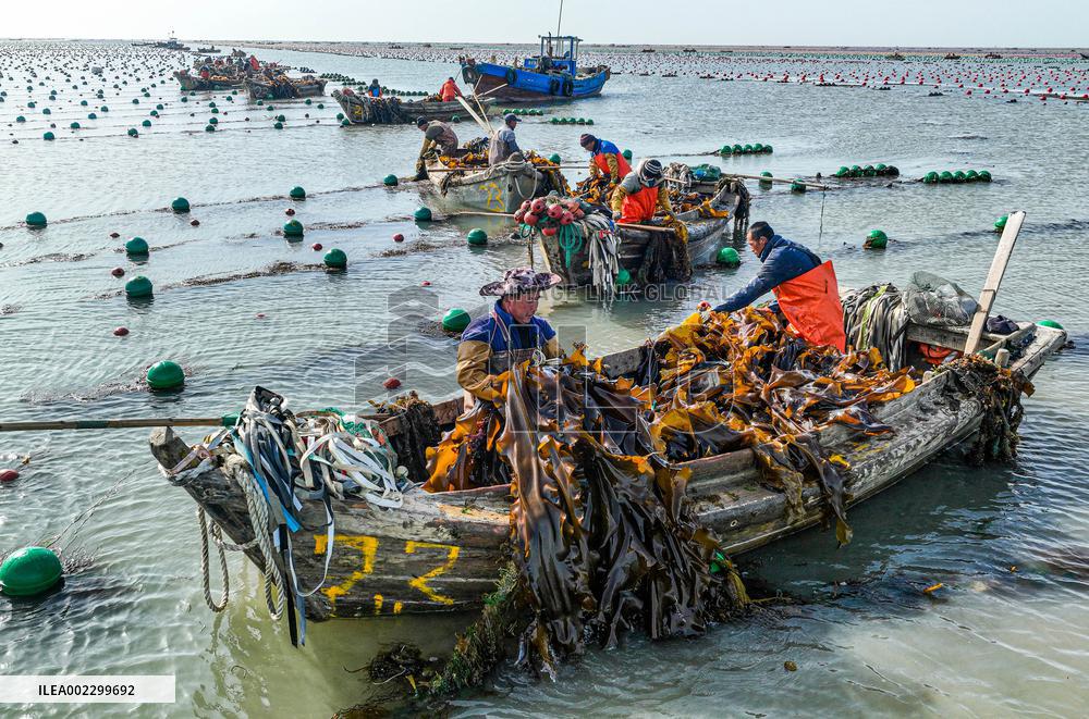#CHINA-SHANDONG-RONGCHENG-KELP-HARVEST (CN)