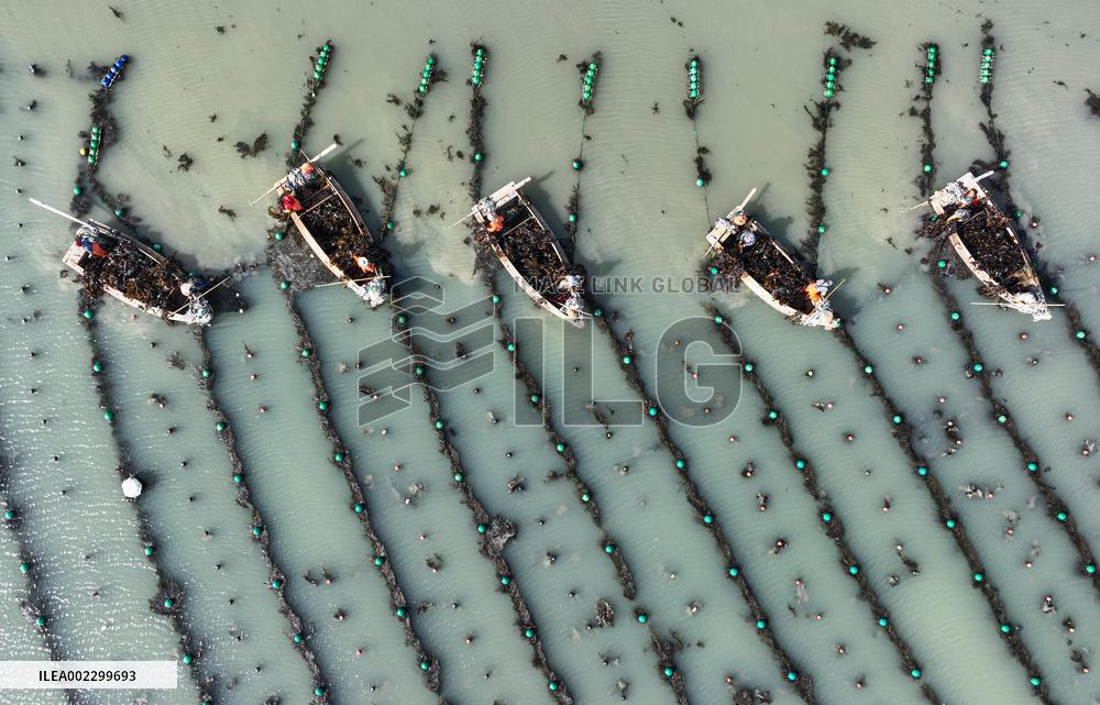 #CHINA-SHANDONG-RONGCHENG-KELP-HARVEST (CN)