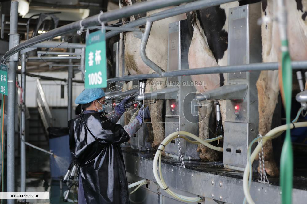 CHINA-GANSU-WUWEI-DAIRY FARM-AI-POWERED DEVICES (CN)