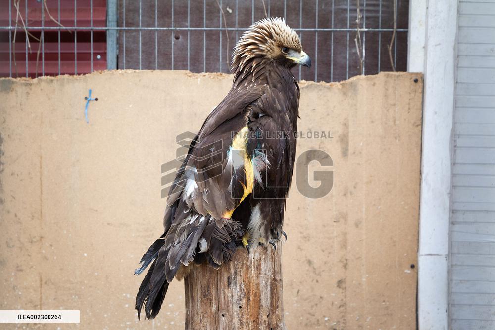 Wild Animals Rescue Center in Kyiv region