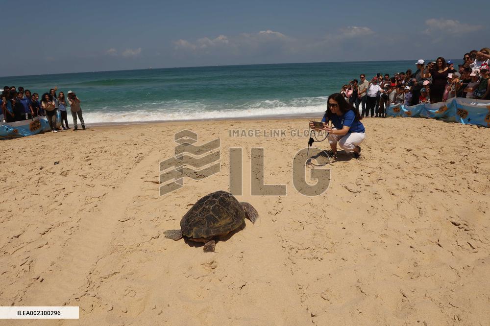 ISRAEL-ASHKELON-SEA TURTLES-RETURNING HOME