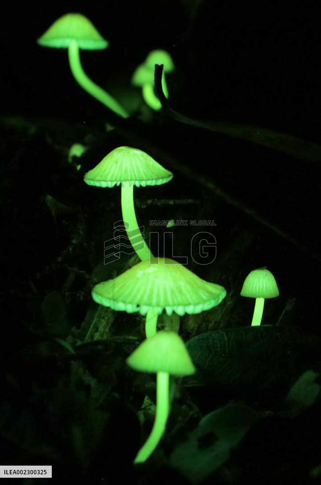 Glowing mushrooms in western Japan
