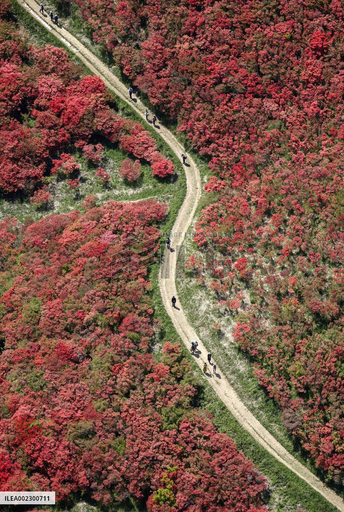 Azalea flowers in full bloom on Mt. Katsuragi in western Japan