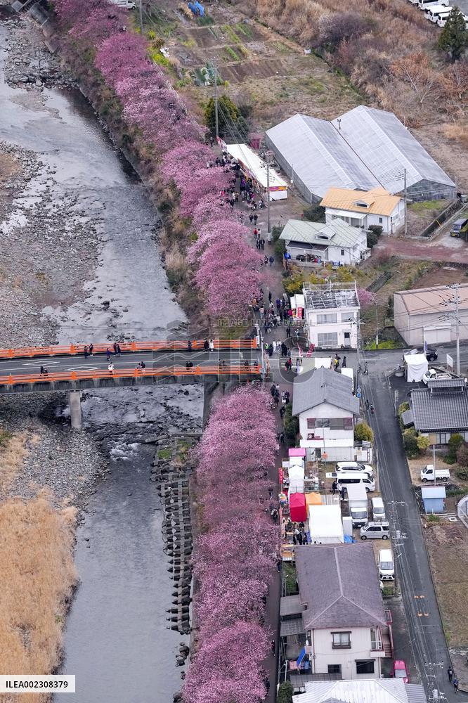 Early cherry blossoms in Japan