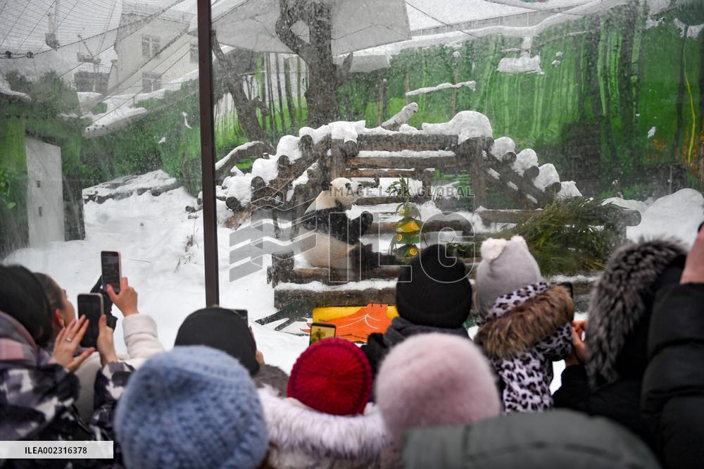 RUSSIA-MOSCOW-CHINESE NEW YEAR-DECORATION