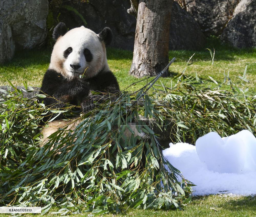 Giant panda at western Japan zoo