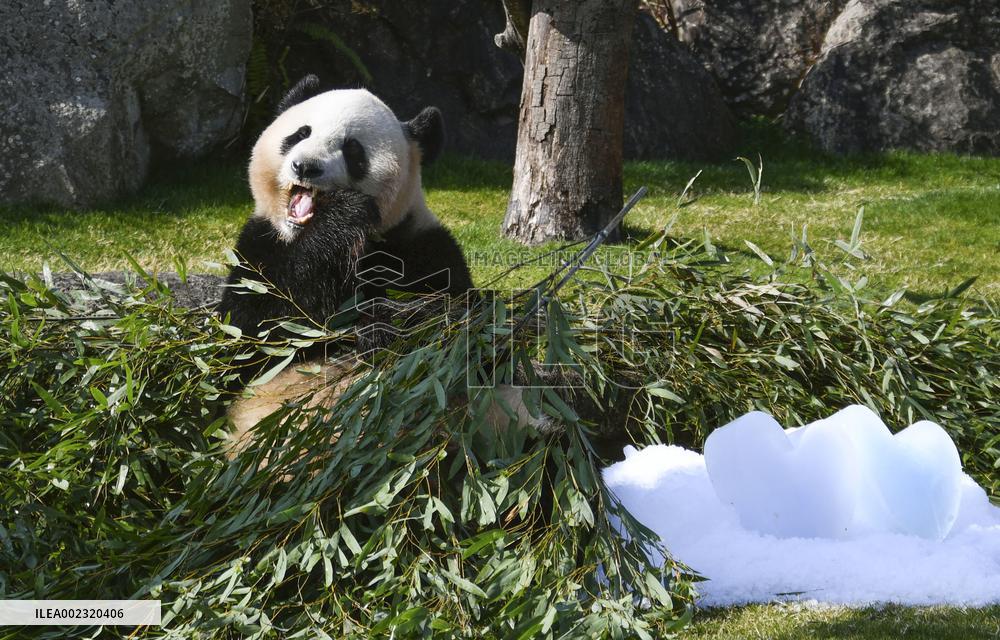Giant panda at western Japan zoo
