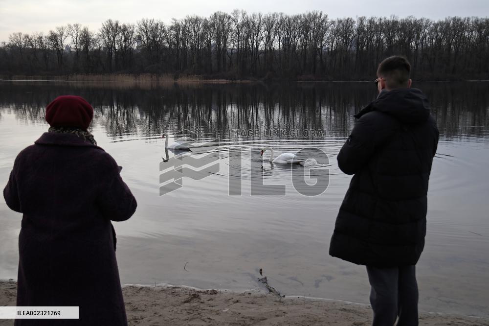 Swans in Kyiv