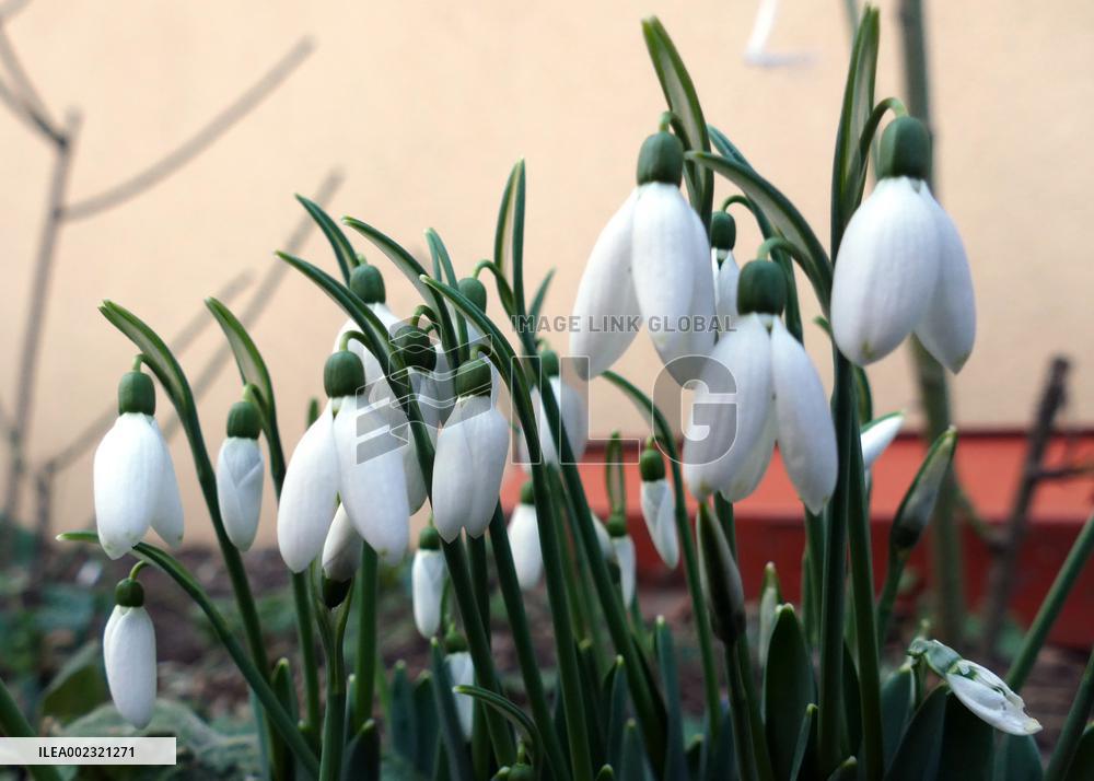 Snowdrops in Odesa