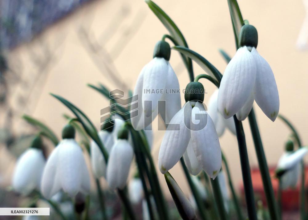 Snowdrops in Odesa