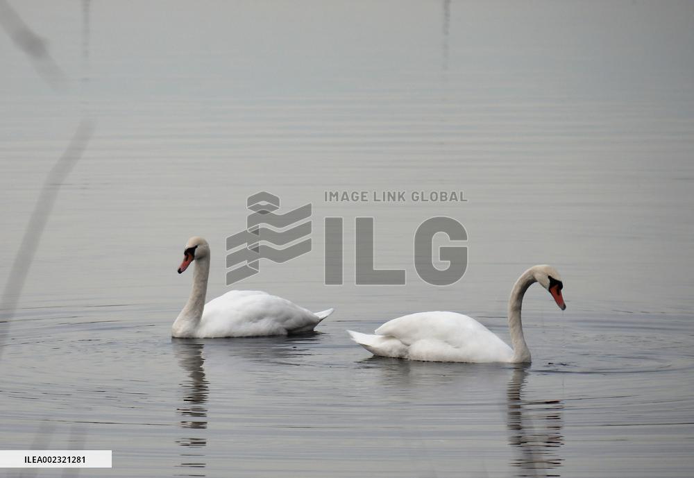 Swans in Kyiv