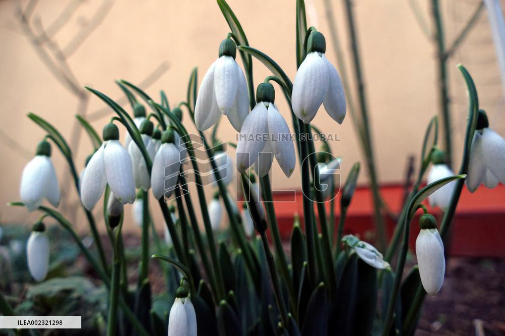 Snowdrops in Odesa