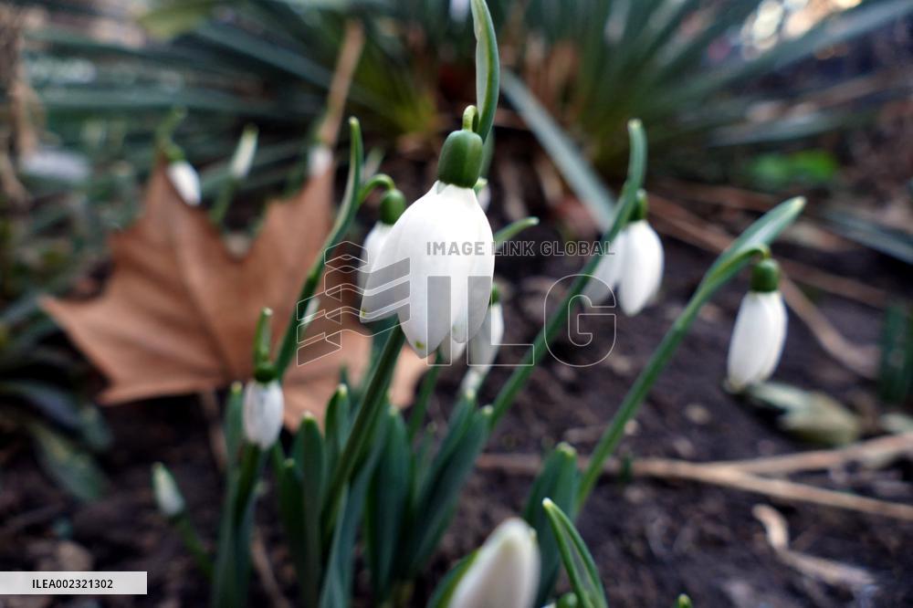 Snowdrops in Odesa
