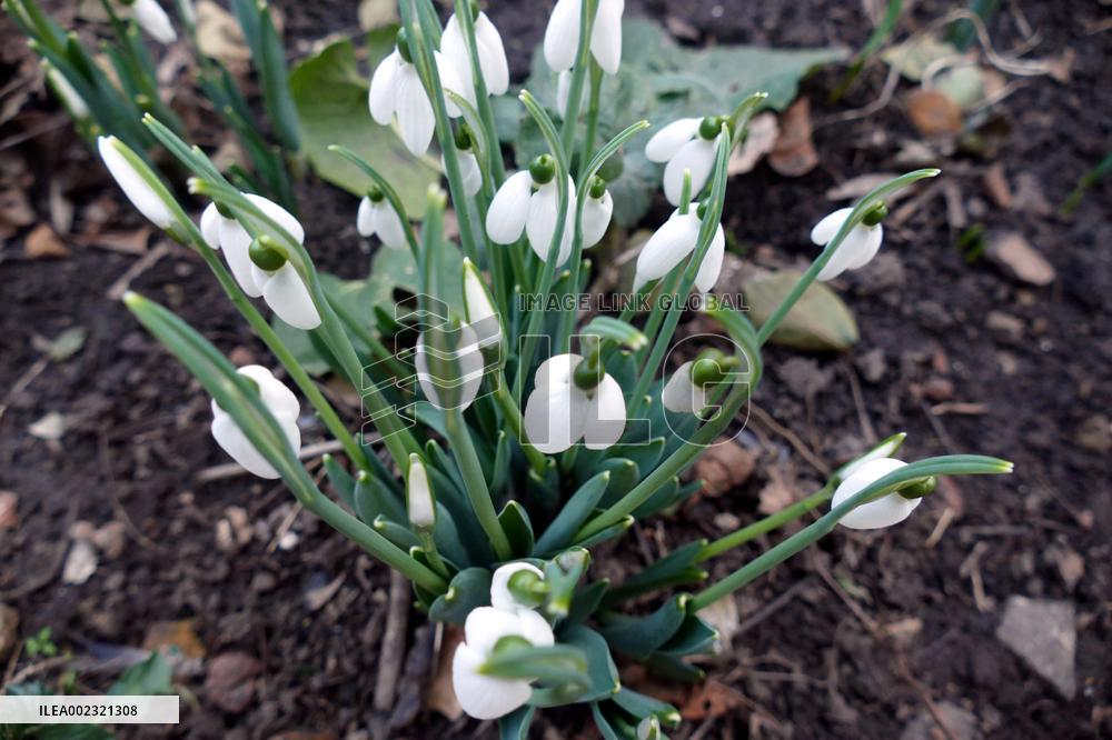 Snowdrops in Odesa