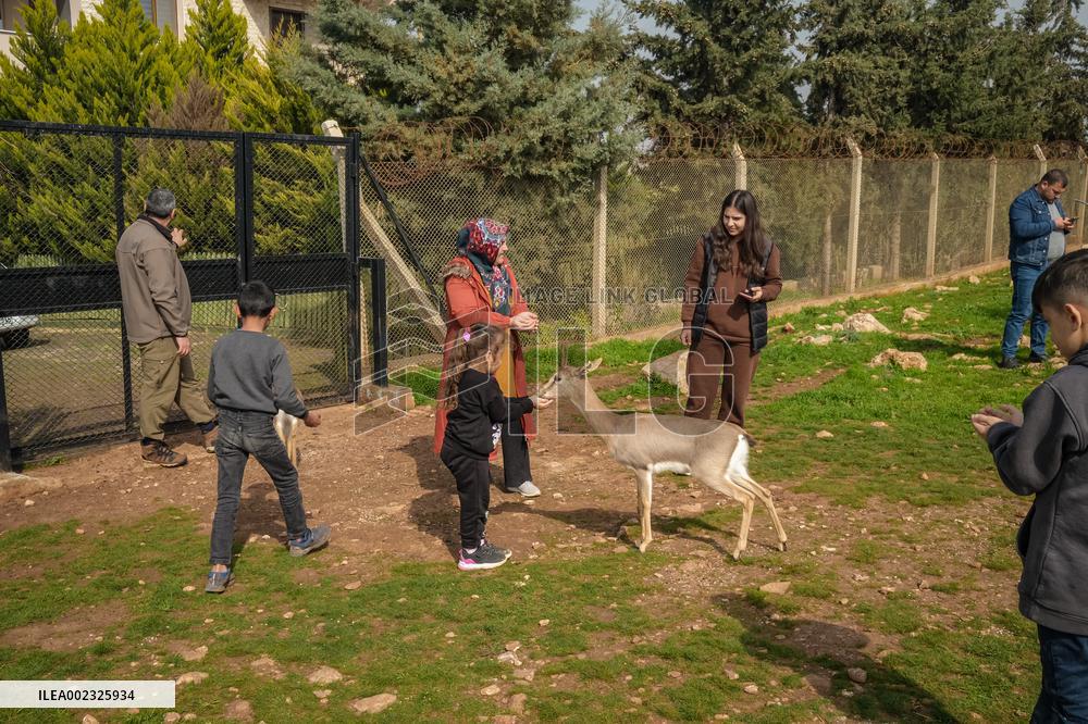 Gazelles Find Sanctuary In Hatay - Turkey