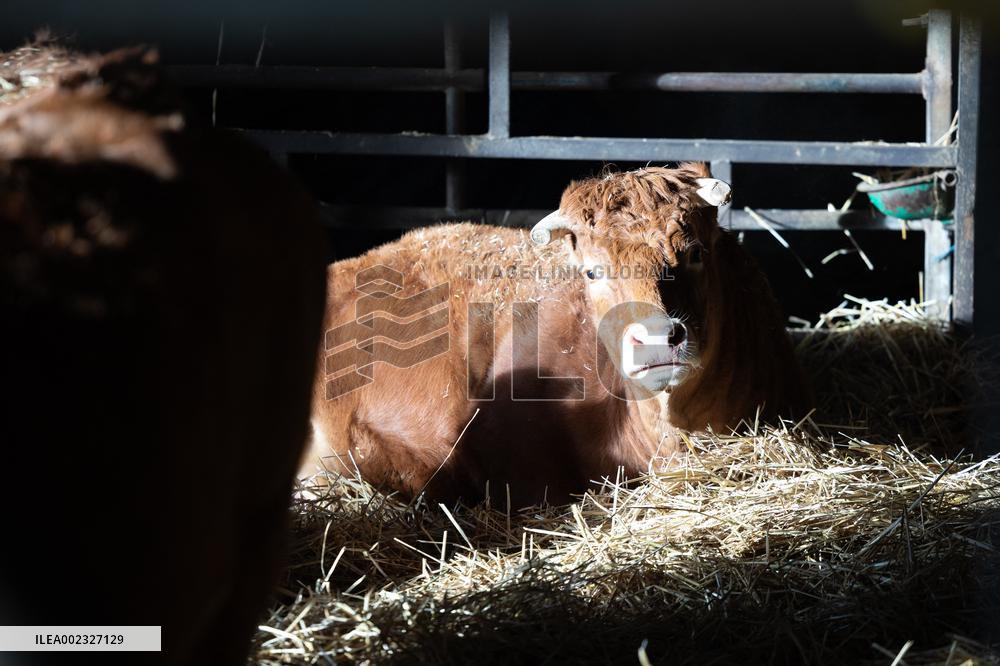 PM Attal Visits A Cattle Farm - Janvilliers