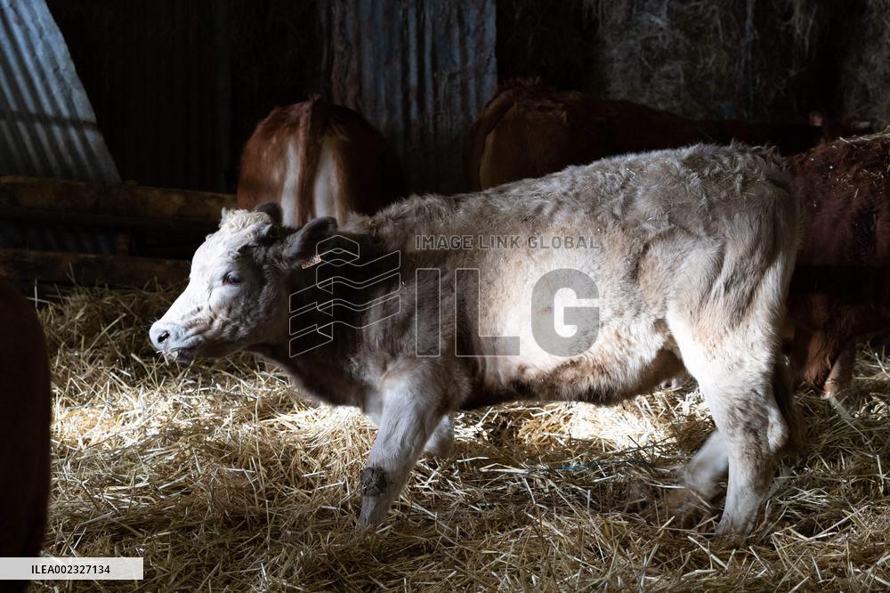 PM Attal Visits A Cattle Farm - Janvilliers