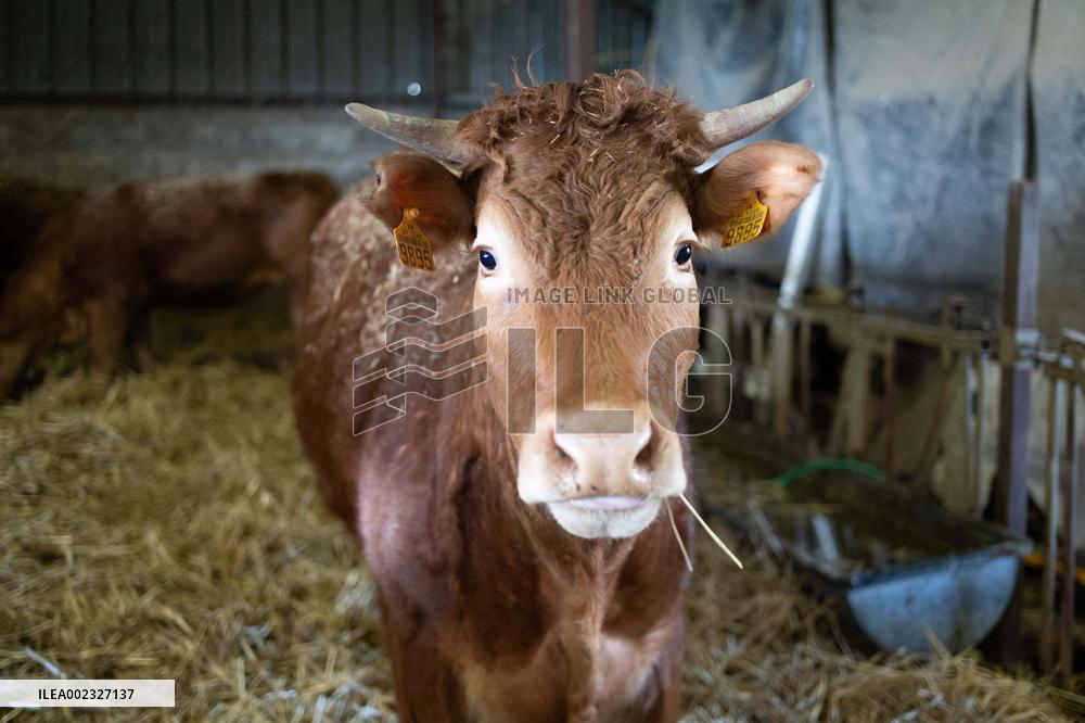 PM Attal Visits A Cattle Farm - Janvilliers