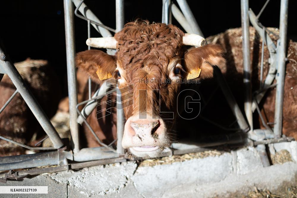 PM Attal Visits A Cattle Farm - Janvilliers