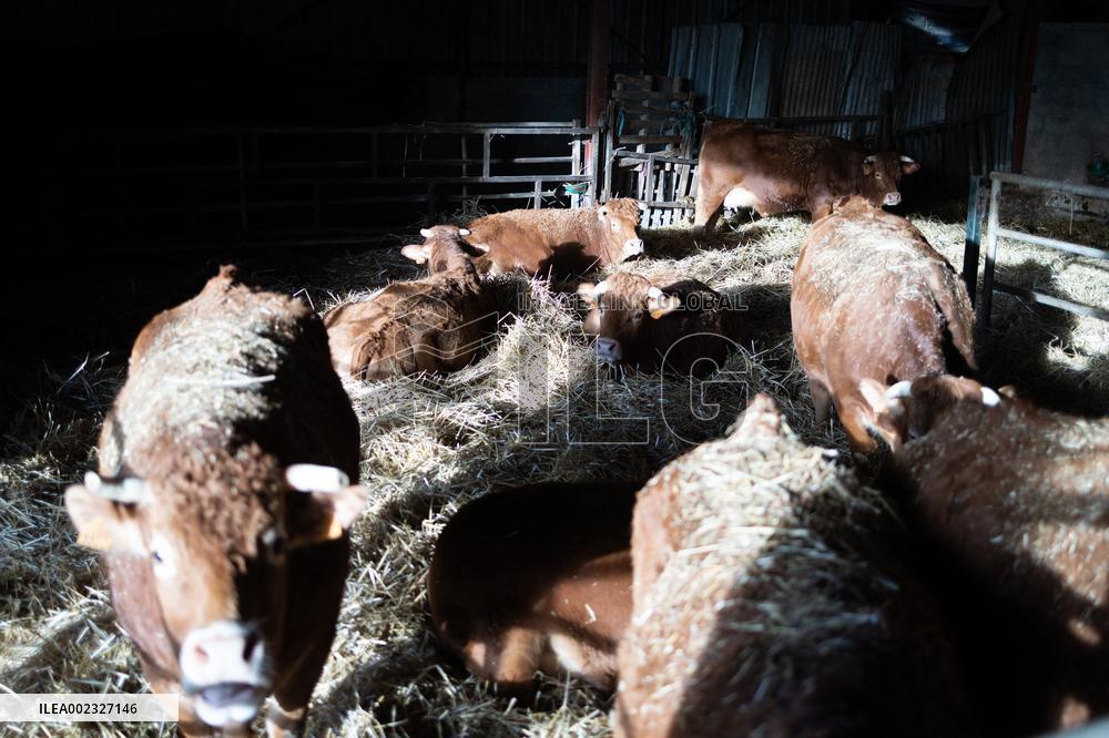 PM Attal Visits A Cattle Farm - Janvilliers