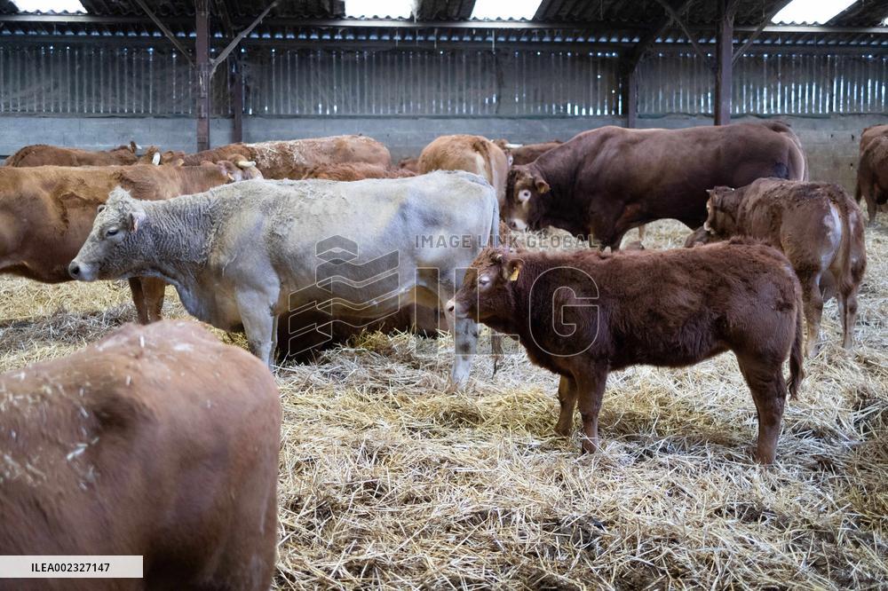 PM Attal Visits A Cattle Farm - Janvilliers