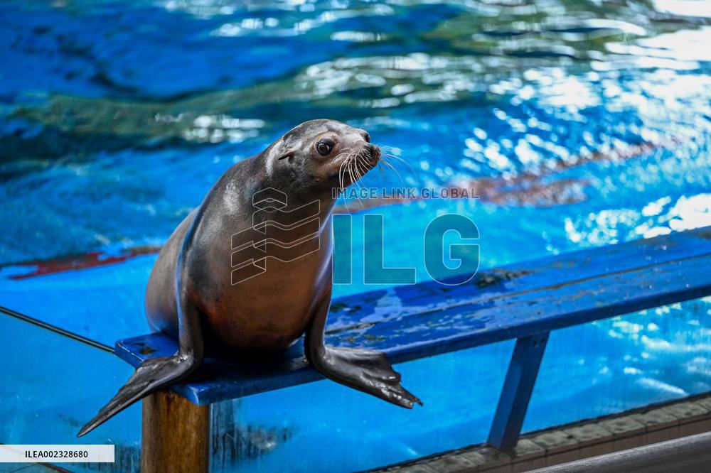 Dolphin And Sea Lion Performance at The Aquarium of Nanning Zoo in Nanning