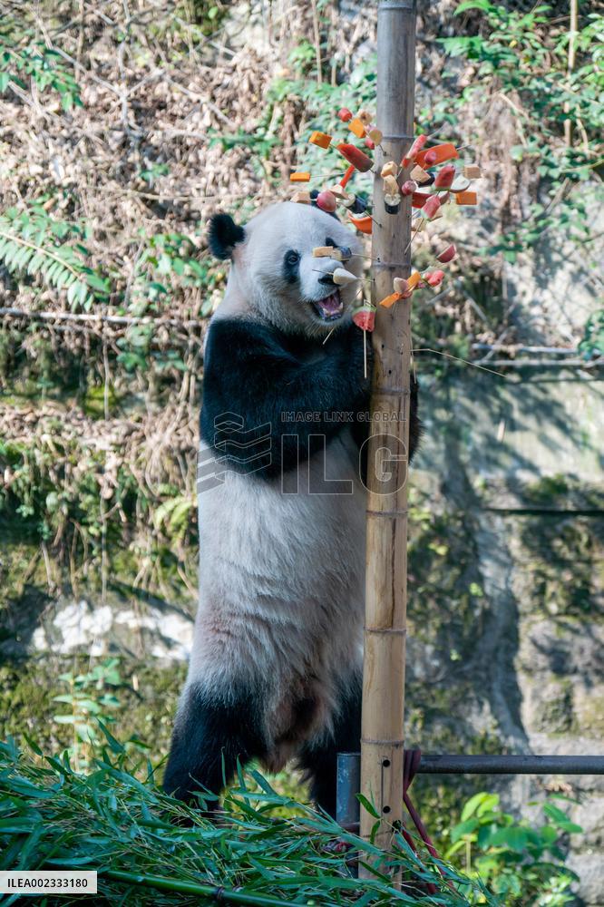China Chongqing Zoo Panda