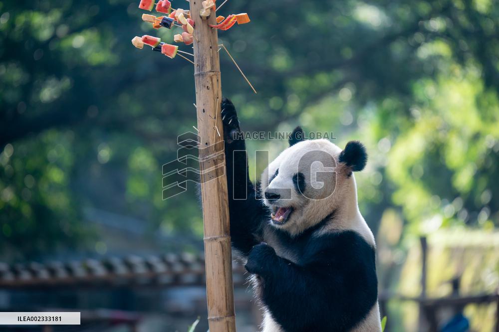 China Chongqing Zoo Panda