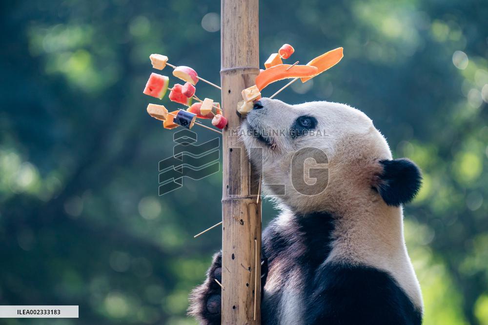 China Chongqing Zoo Panda
