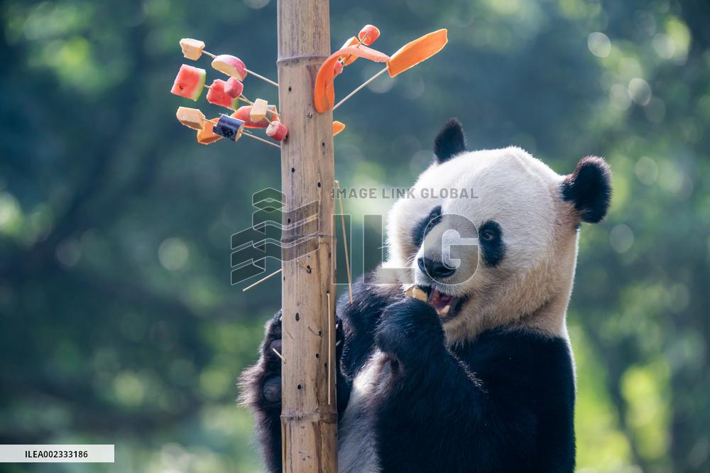 China Chongqing Zoo Panda