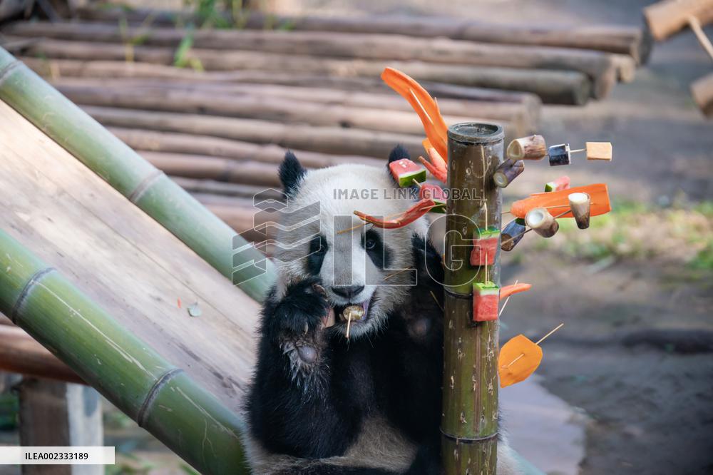 China Chongqing Zoo Panda