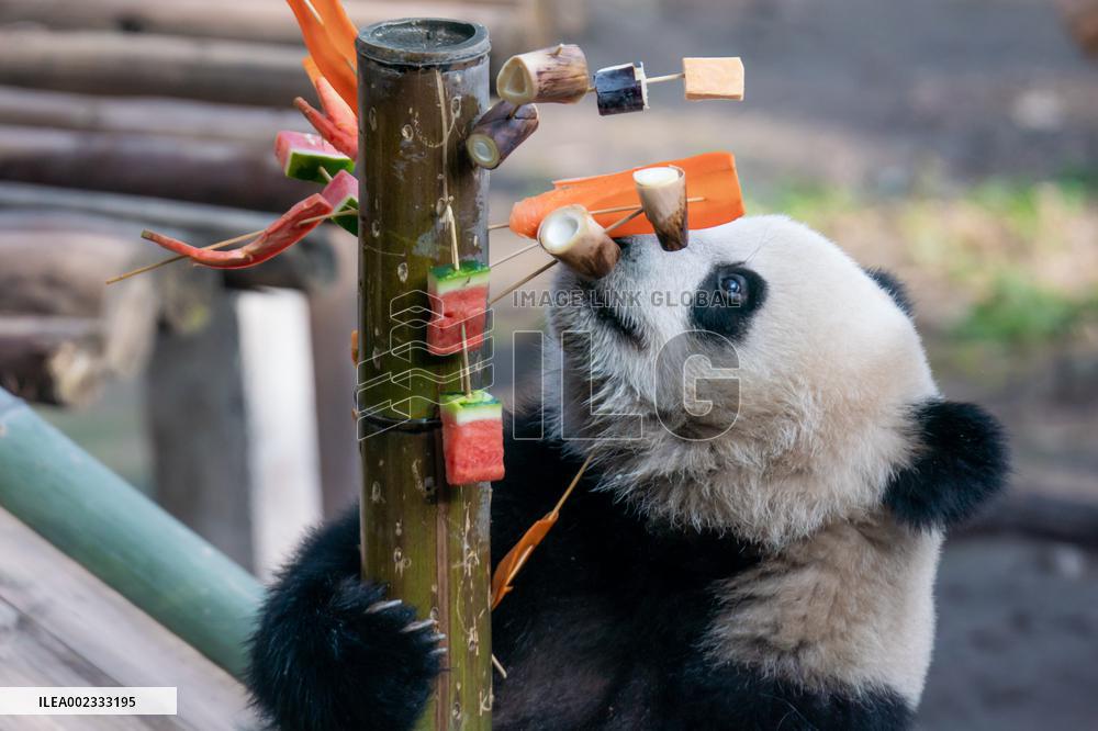 China Chongqing Zoo Panda