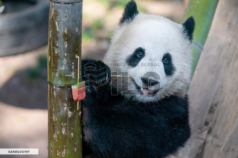 China Chongqing Zoo Panda