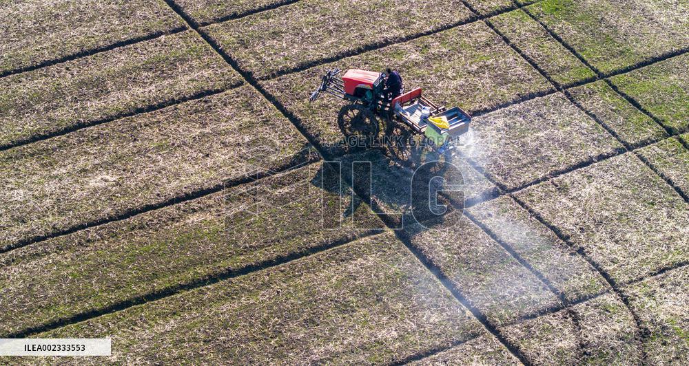Fertilize Wheat in Suqian