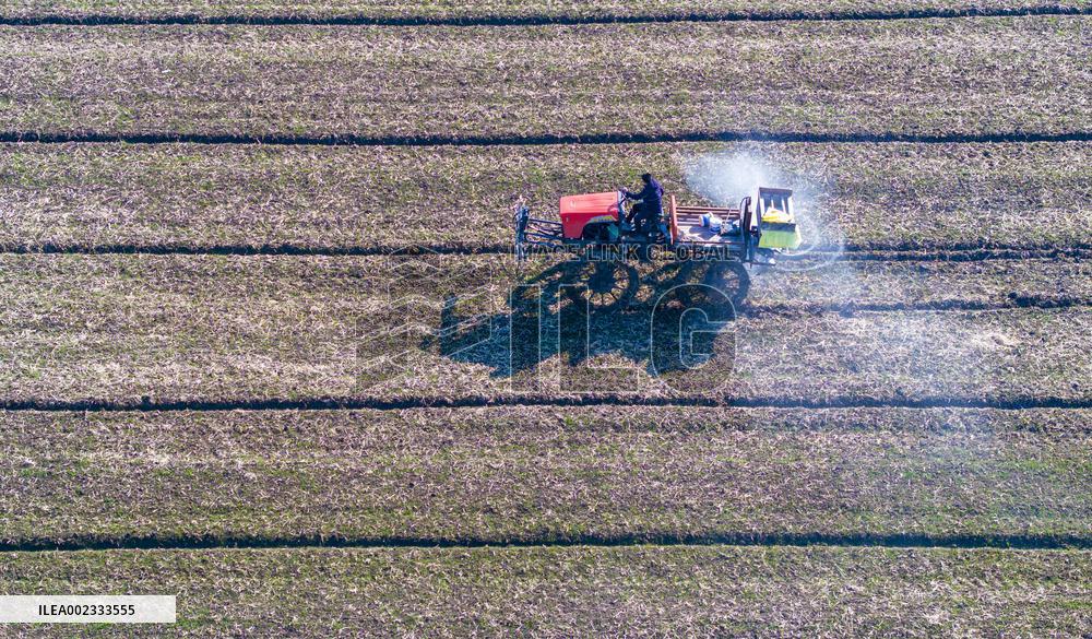 Fertilize Wheat in Suqian