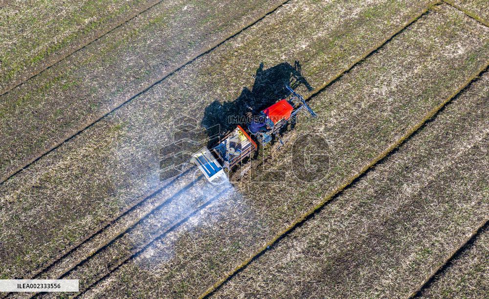 Fertilize Wheat in Suqian