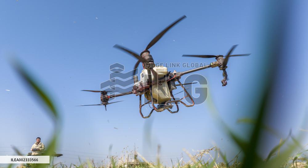Fertilize Wheat in Suqian