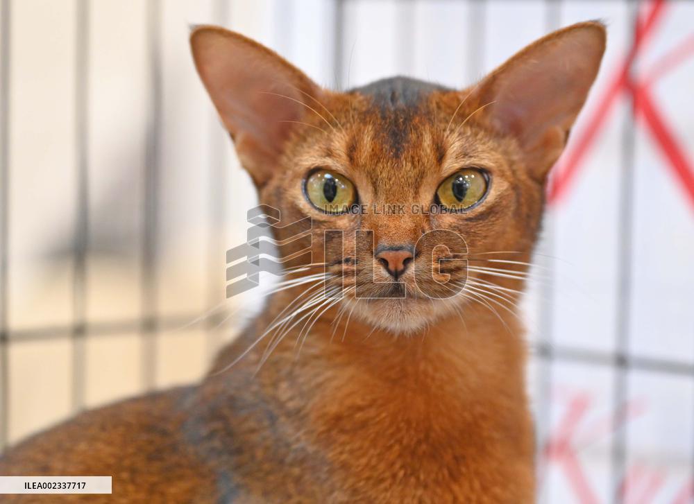 KUWAIT-HAWALLI GOVERNORATE-CAT BEAUTY CONTEST