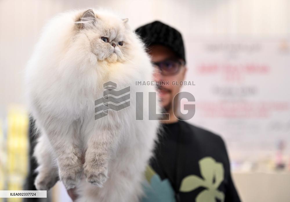 KUWAIT-HAWALLI GOVERNORATE-CAT BEAUTY CONTEST