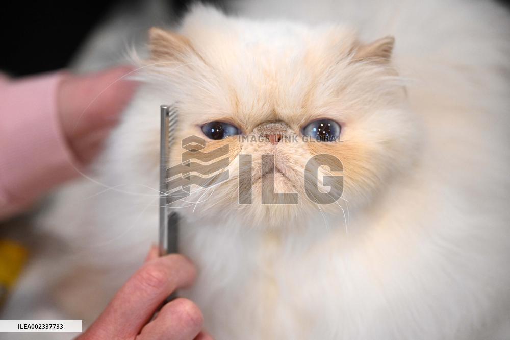 KUWAIT-HAWALLI GOVERNORATE-CAT BEAUTY CONTEST