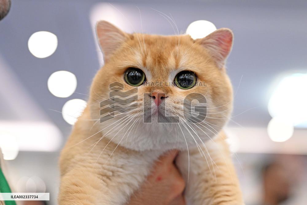 KUWAIT-HAWALLI GOVERNORATE-CAT BEAUTY CONTEST