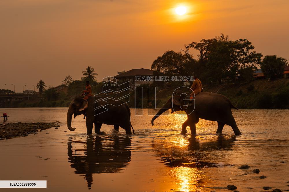 LAOS-XAYABOURY-ELEPHANT FESTIVAL
