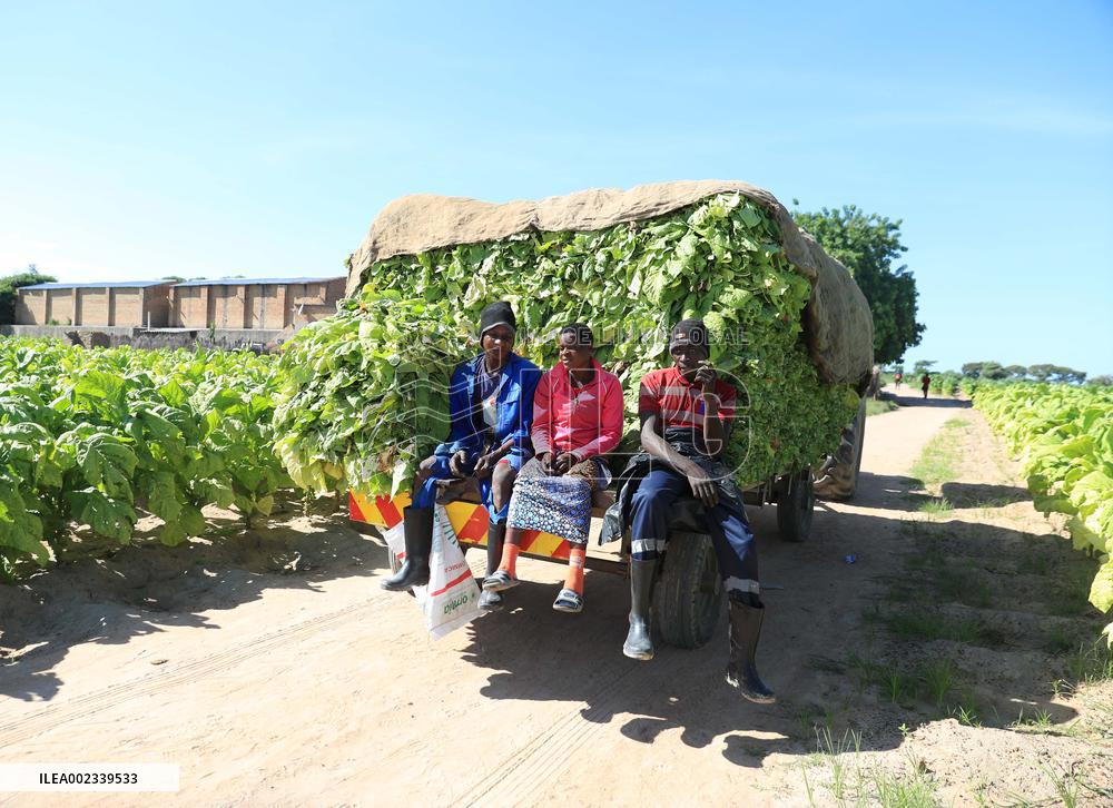 ZIMBABWE-NORTON-TOBACCO-MARKET SEASON