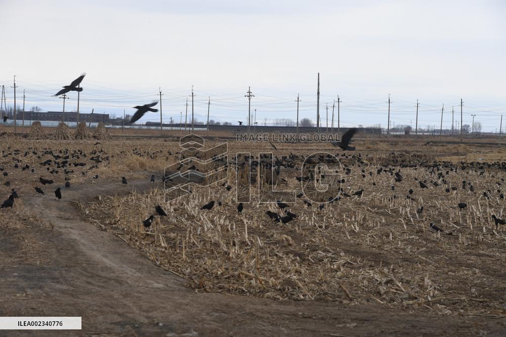 Agricultural Mechanization