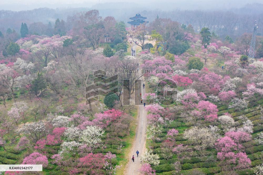 2024 Nanjing International Plum Blossom Festival