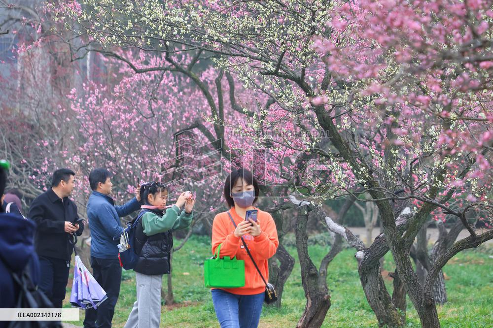 2024 Nanjing International Plum Blossom Festival