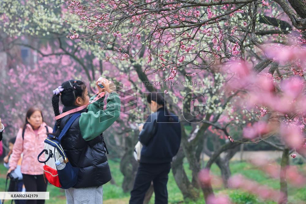 2024 Nanjing International Plum Blossom Festival